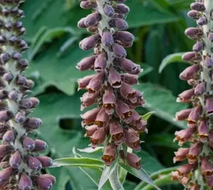 Digitalis parviflora | Foxglove | 20_Seeds