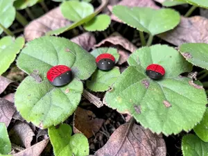 Nature: Ladybug CGM Cover compatible with Dexcom G7, Libre 2/2+, 3/3+ or Stelo
