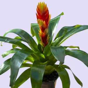 Vriesea El Salmon 5” - Low Maintenance Colorful House Plant
