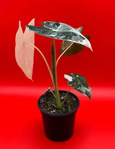 Alocasia Frydek Variegated | 4 Inch Pot | House Plant | Live Plant | Decoration