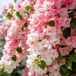 Bougainvillea Live Plant – Beautiful Tropical Flowering Vine, Perfect for Garden, Balcony & Outdoor Decor