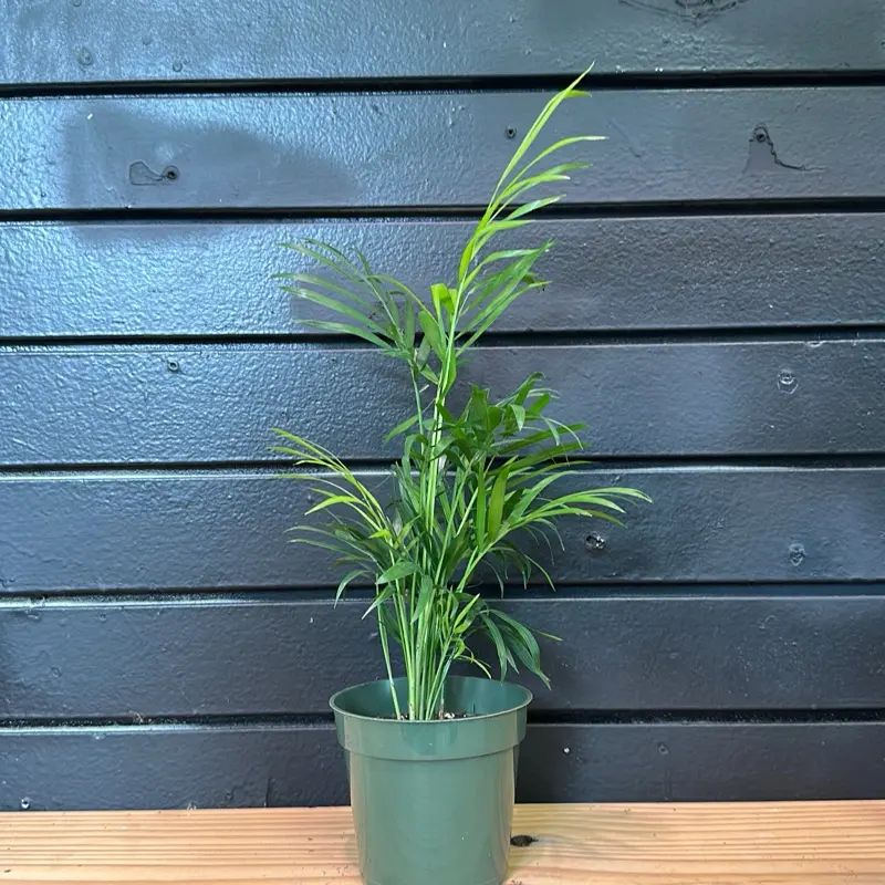 Parlor palms 4 Inch Pot