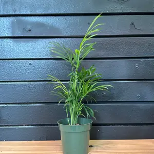Parlor palms 4 Inch Pot
