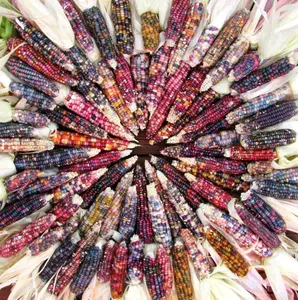 50 Rainbow Jewel Corn Seeds Live for Planting, Sweet Corn Hybrid Seeds Packet Live for Outdoor Garden
