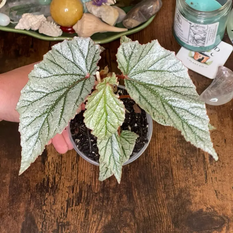 Begonia ‘Frosty’ | Established Plant | 4” Nursery Pot
