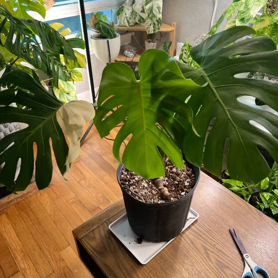 Moses the Large Form Monstera Deliciosa Albo - TikTok Shop