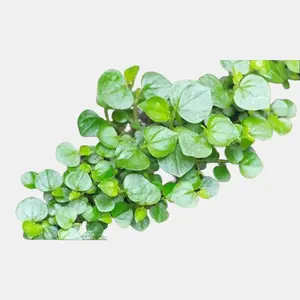 Peperomia pellucida Seeds - 1000+ Rau Càng Cua Shining Bush Crab Claw Herb - Bag - Easy to Grow from Seed - Unique Variegated Types - Bright Indirect Sunlight Required