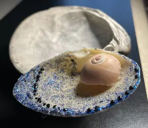 Jewelry Holder- Shell Decor - Blue sparkles