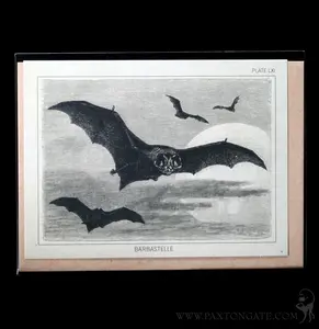 Bat Specimen Greeting Card
