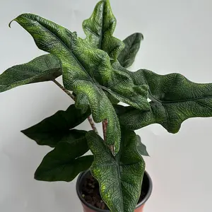 Alocasia Jacklyn 4" pot Rare House Plant for Indoor Home Decoration with Unique Leaves - Decorative