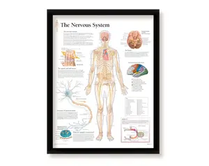 The Nervous System Medical Educational Informational Poster Diagram Doctors Office School Classroom