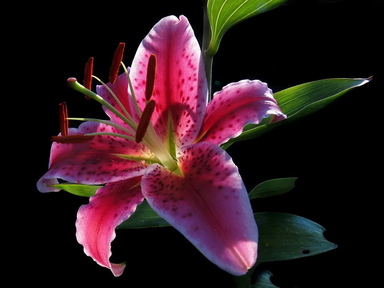 Oriental Lily Stargazer Starter Plant - White-Edged Grow-at-Home Flowers, Low-Maintenance Garden Supplies for Growing and Attracting Butterflies, Bees, Pollinators