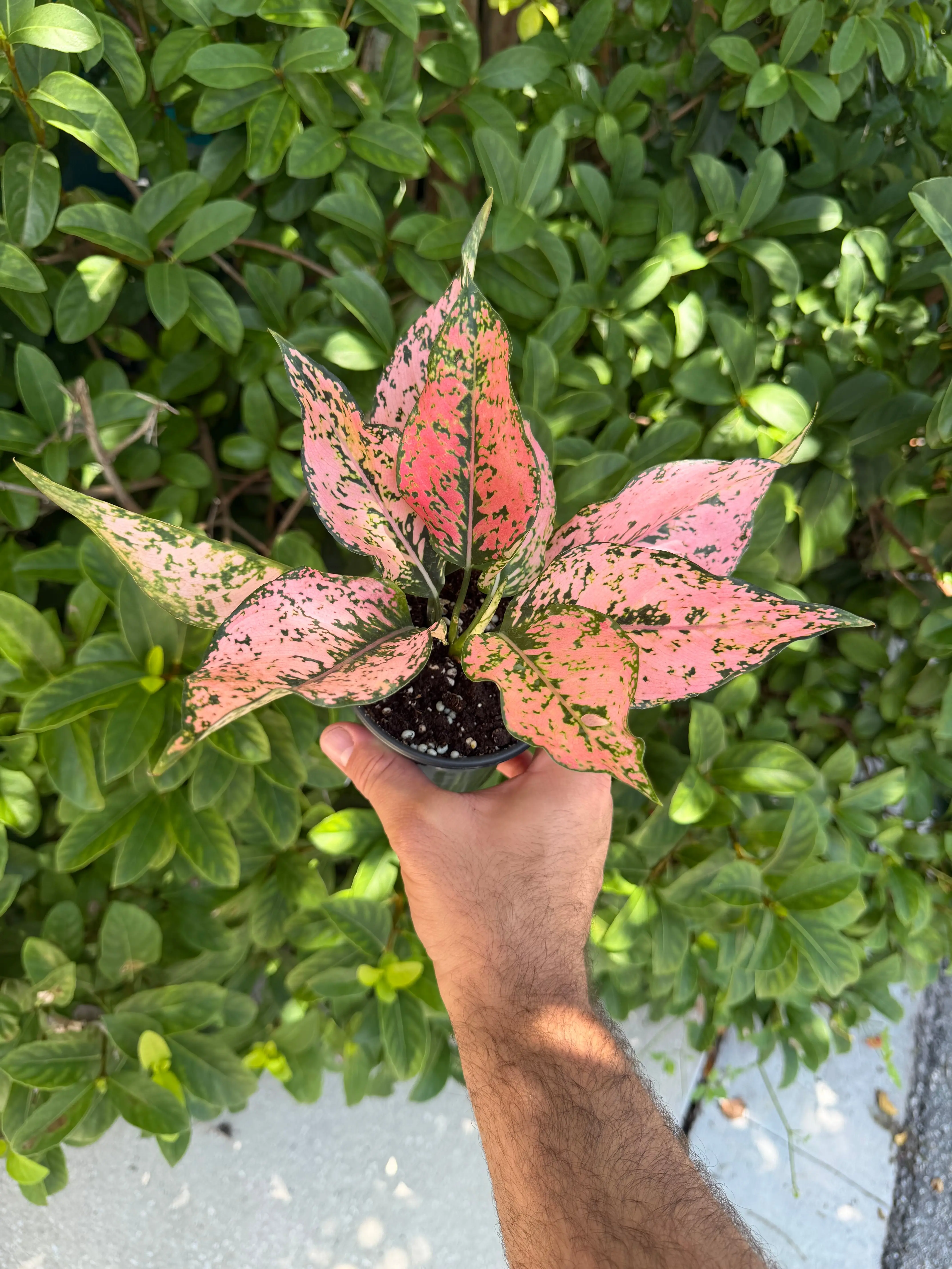 Aglaonema new pink kamkoon - 4" pot Aglaonema new pink kamkoon - 4" pot
