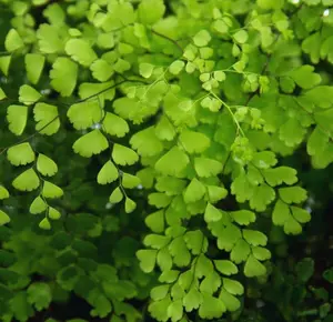 5 Fern Rhizomes, Maidenhair Fern Plants Live, Live Fern Plants, Fern Ground Cover Plants Live, Fern Live Plants, 5 Roots