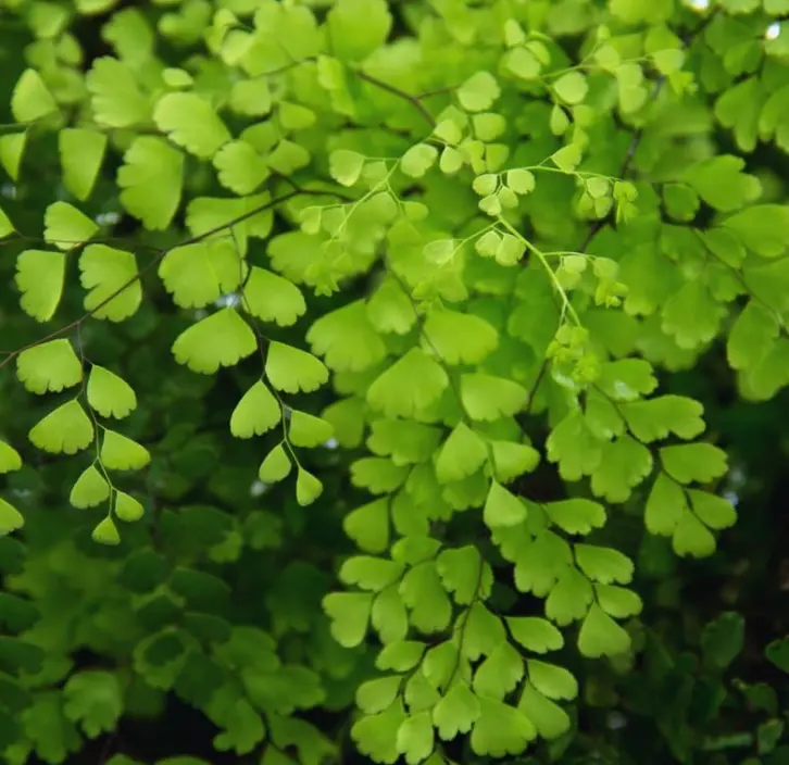 5 Fern Rhizomes, Maidenhair Fern Plants Live, Live Fern Plants, Fern Ground Cover Plants Live, Fern Live Plants, 5 Roots