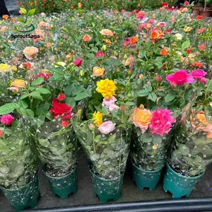 Mixed Symphony Rose: Three choices (seed/rose seedlings/potted rose seedlings), fragrant, suitable for indoor and outdoor, suitable for courtyard/garden/balcony/container cultivation