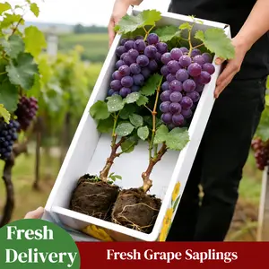 Grape Vine Live Plant | Sweet Fruit Bearing Vine | Easy Grow for Backyard Garden