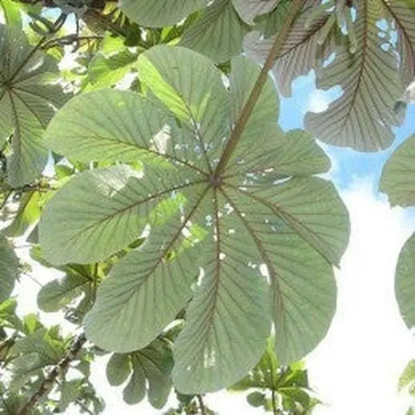 Fresh Yagruma Herb (3 leaves) Fresh Yagruma Herb (3 leaves)
