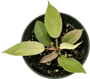 Philodendron Snowdrift (seedling)