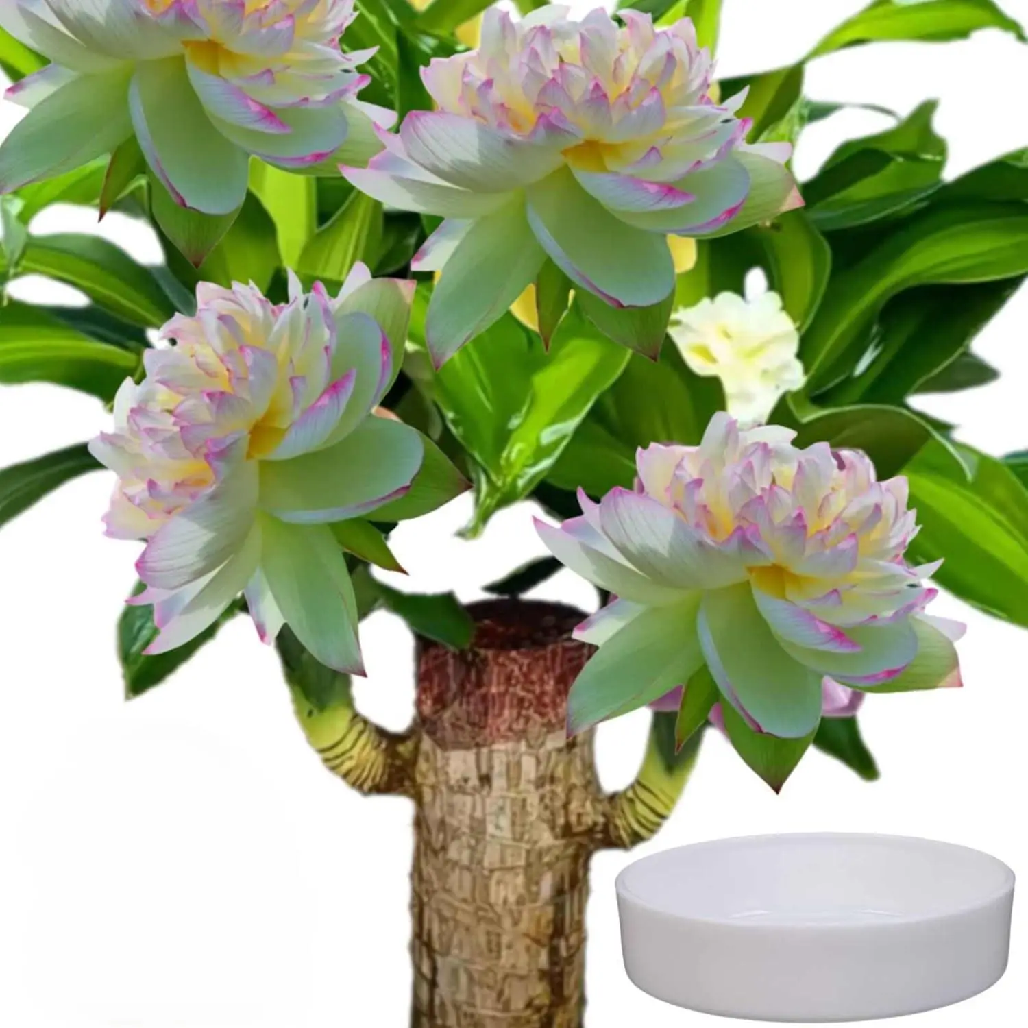 Brazilian Wood Hydroponic Plant Lucky Wood Symbol of Luck Prosperity Easy to Grow Indoors Ceramic Tray Included Enhances Humidity Reduces Stress brazi