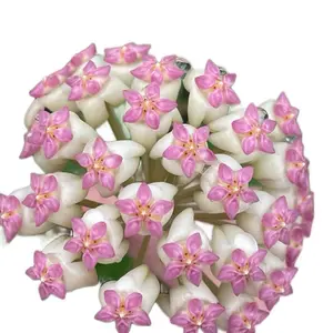 Hoya Icensis 4" pot Indoor Plant - Live Green Leafy Plant for Air Purification & Stress Relief - Easy Care Low Maintenance Houseplant
