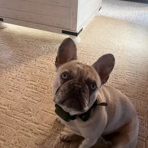 JUGBOW Dog Training Collar 4500FT Dog Training Behavior Aid, Remote IPX8 Waterproof with 4 Training Modes, Outdoor Rechargeable E-Collar DT61