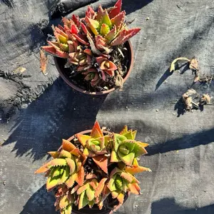 Aloe Nobilis 6 inch pot Succulent Plant