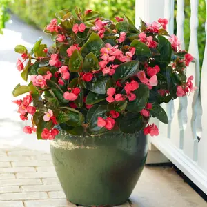 Surefire® Rose Begonia