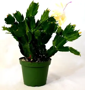 Rare Yellow Christmas Cactus Plant - Zygocactus - 4" Pot