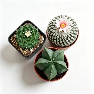 Assorted Mini Cactus Combo Live Plant Set – Easy Care, Bare Root, In door, No-Fuss Desktop Plant