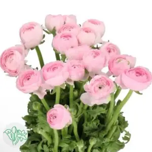 (5) Clone Lollipop Ranunculus Corms Bulbs Plants Tubers Spring Garden Flowers