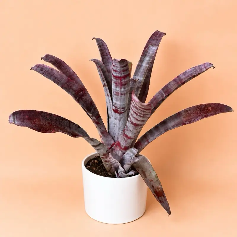 XL Neoregelia 'Crun Frost' “8”in. Pot Live Indoor, Low-Maintenance, Easy-to-Care-For Home Improvement Garden Supply