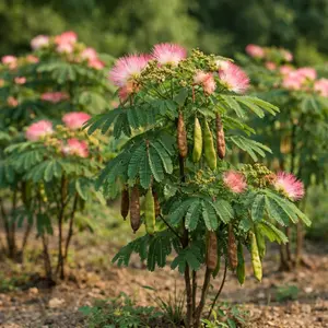 Mimosa Silk Tree Seeds – Ornamental Tree Seeds for Garden, Easy Grow Outdoor Plants