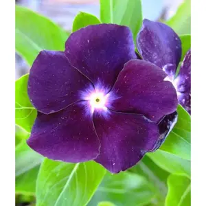 Vinca Periwinkle (sunstorm -PURPLE) - Annual flowers seed
