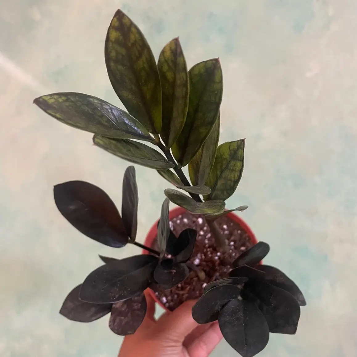 4 inch Raven ZZ plant 4 inch Raven ZZ plant