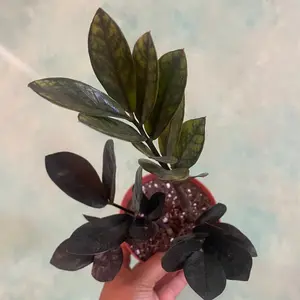 4 inch Raven ZZ plant