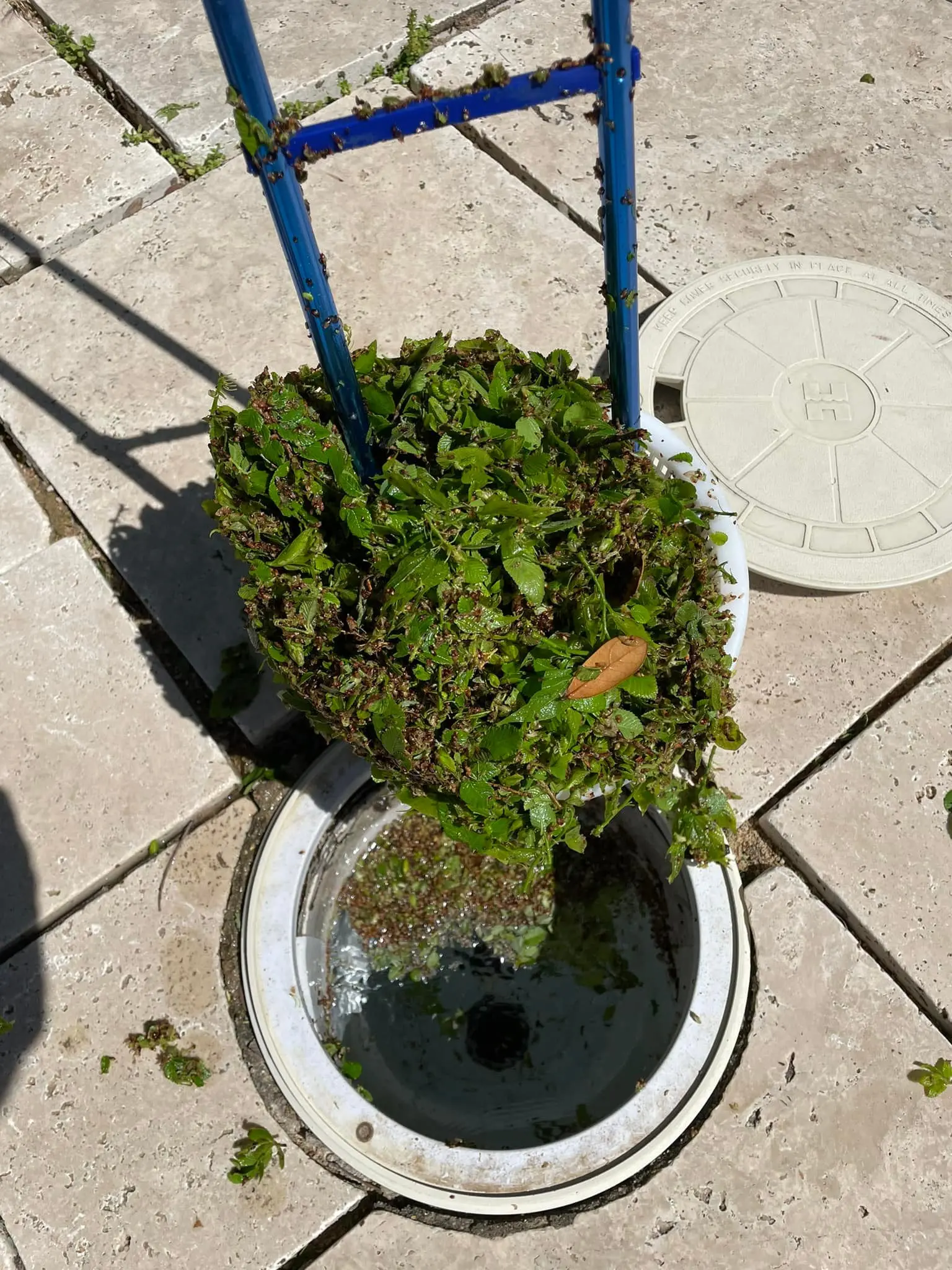 The Skimmy Hook - Remove Swimming Pool Skimmer Lids and Baskets with Easy Grip Design - Sports & Outdoor