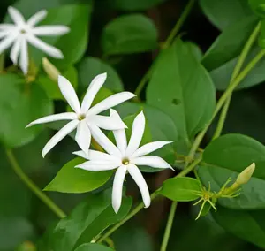 Downey Jasmine Flowers Live Plant for Planting, Live Jasminimum Multiflorum Tropical Plant, Fragrant Flowering Shrub Indoor Outdoor