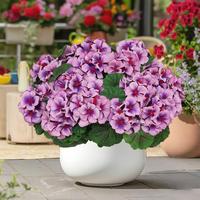 [Purple] 8 Pcs Artificial Geranium