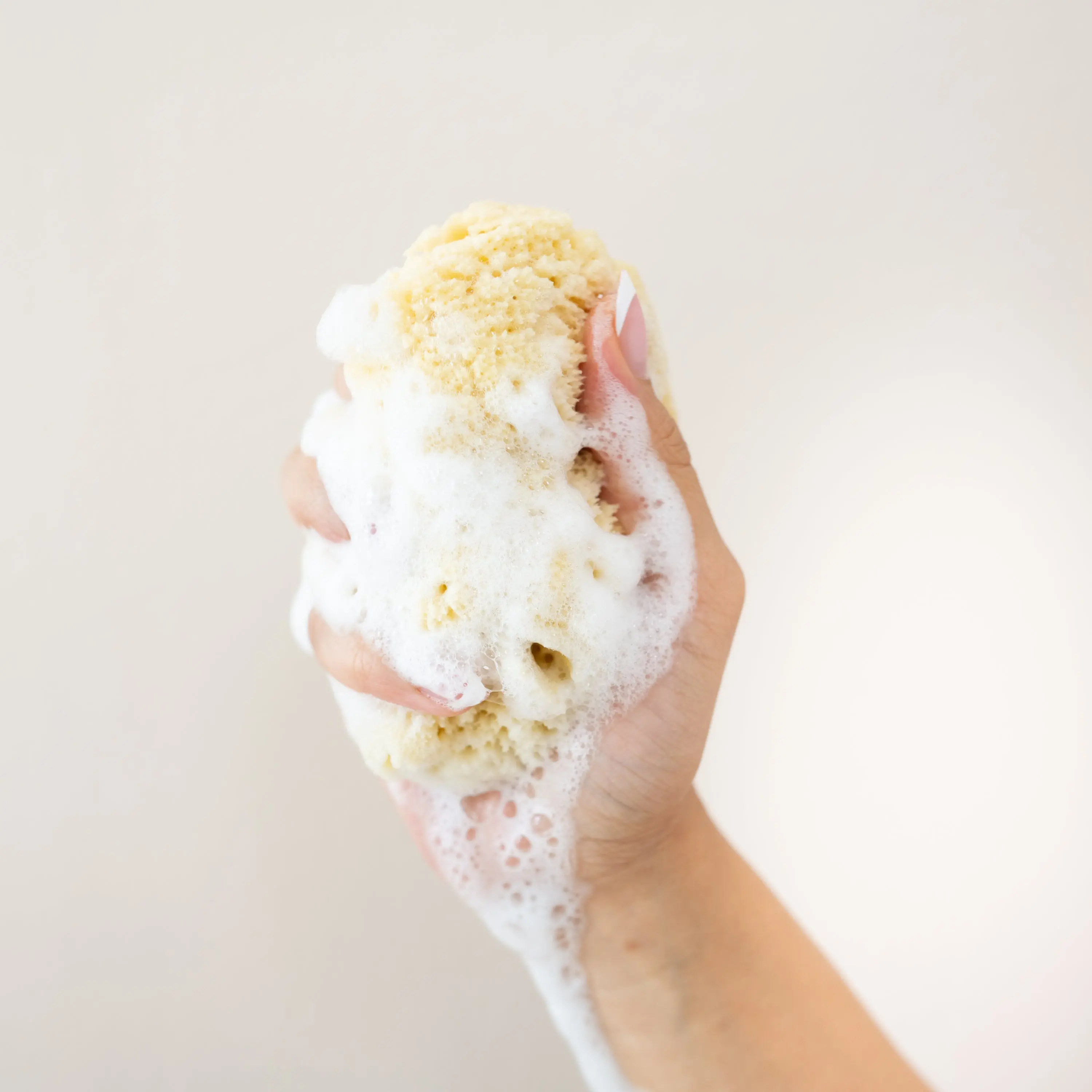 Sea Sponge Sea Sponge
