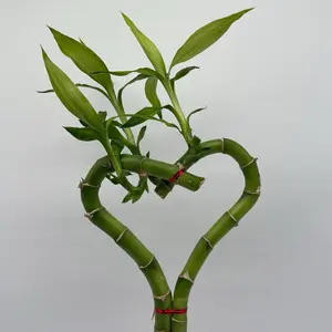 Heart Shaped Bamboo Plant | Lucky Bamboo in Water – Easy Care Indoor Plant for Home Decor
