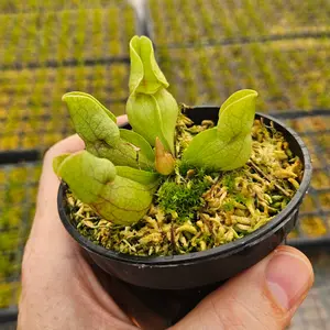 Purple Pitcher Plant - Live Carnivorous Plant - 3.5" Pot - Predatory Plants