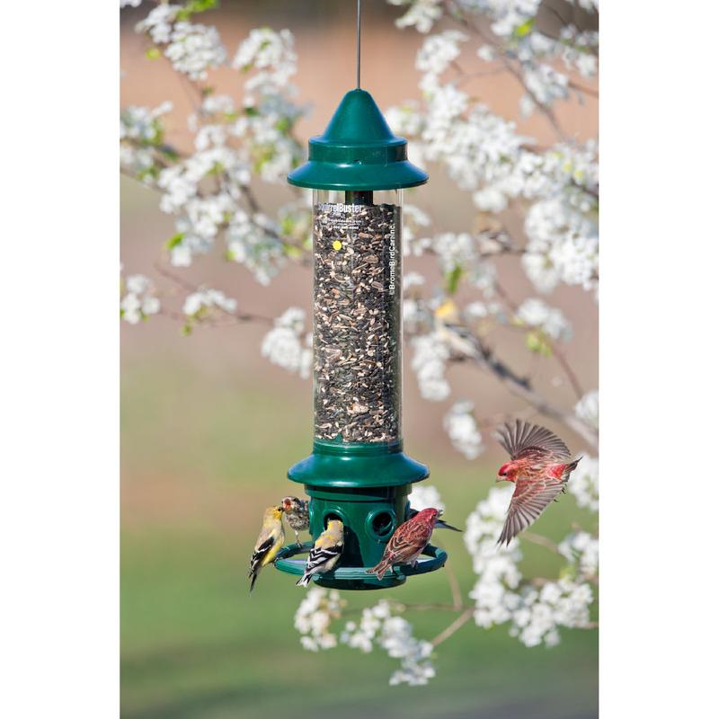 Squirrel Buster Plus Feeder