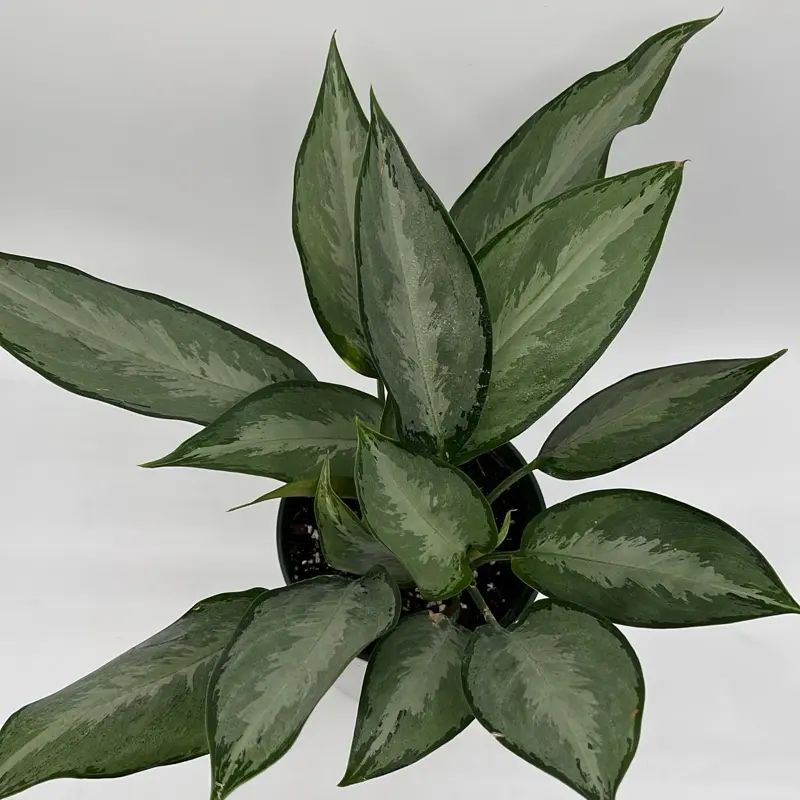 indoor plant care kit Plant Care Kit – The Home Plant Co main image 0