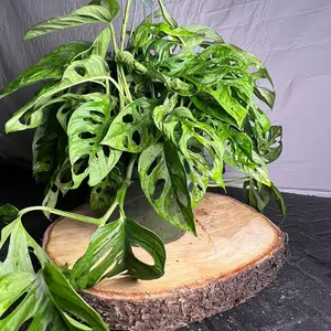 Monstera Deliciosa
