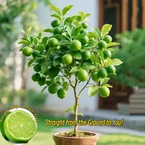 Key Lime Tree Live Plant, Vibrant Green Fruit – Garden & Container Friendly, Pruned for Safe Shipping, Beginner-Friendly Dwarf Citrus, Freshly Dug Hardy