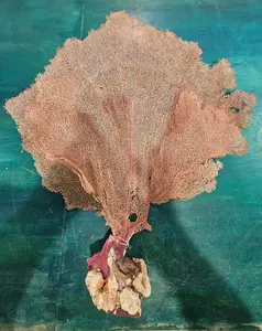 Bahama Sea Fan (Gorgonia ventalina) - 20" x 22"