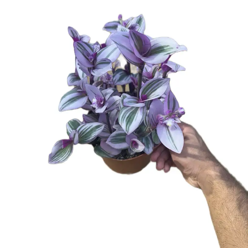 Tradescantia Nanouk - 6 Inch