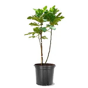 Fig seedlings, Grace Boji red fruit variety, extra large fruit, suitable for year-round planting, bearing fruit in the current year, suitable for ground-grown potted plants