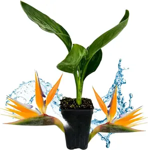 Orange Bird of Paradise Live Plant - Strelitzia Reginae for Outdoor Garden